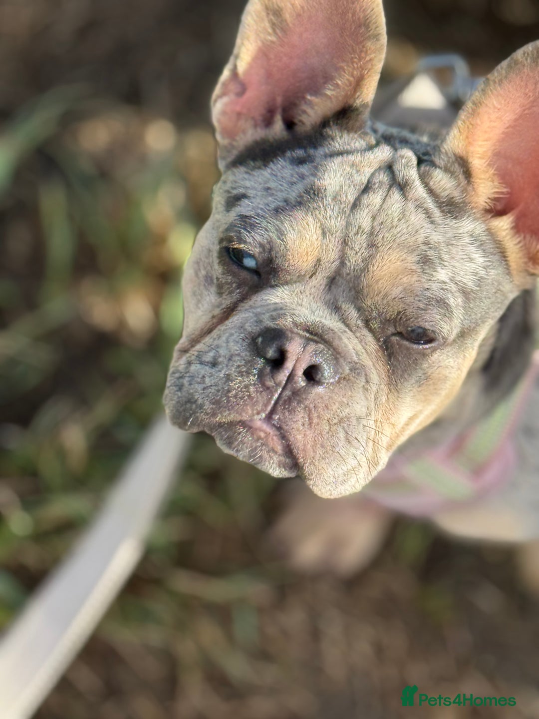 French Bulldog dogs for sale: Merle French bulldog bitch  - Image 6