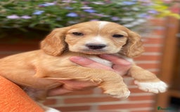 Cocker Spaniel dogs for sale: Health Tested Working Cockers in Bishop Auckland - Image 3