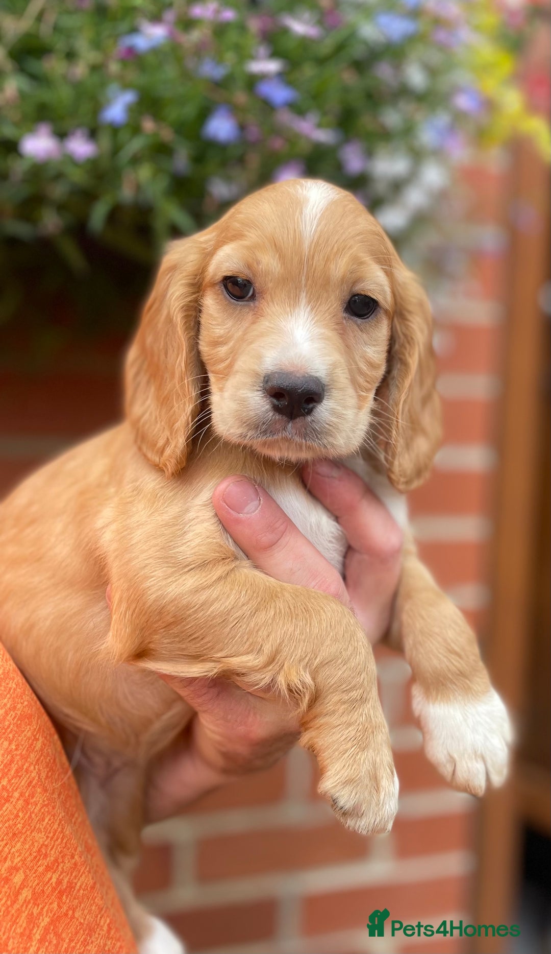 Cocker Spaniel dogs for sale: Health Tested Working Cockers in Bishop Auckland - Image 3
