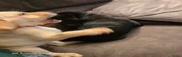 Labrador Retriever dogs for sale: Labrador puppies in Sleaford - Advert 9