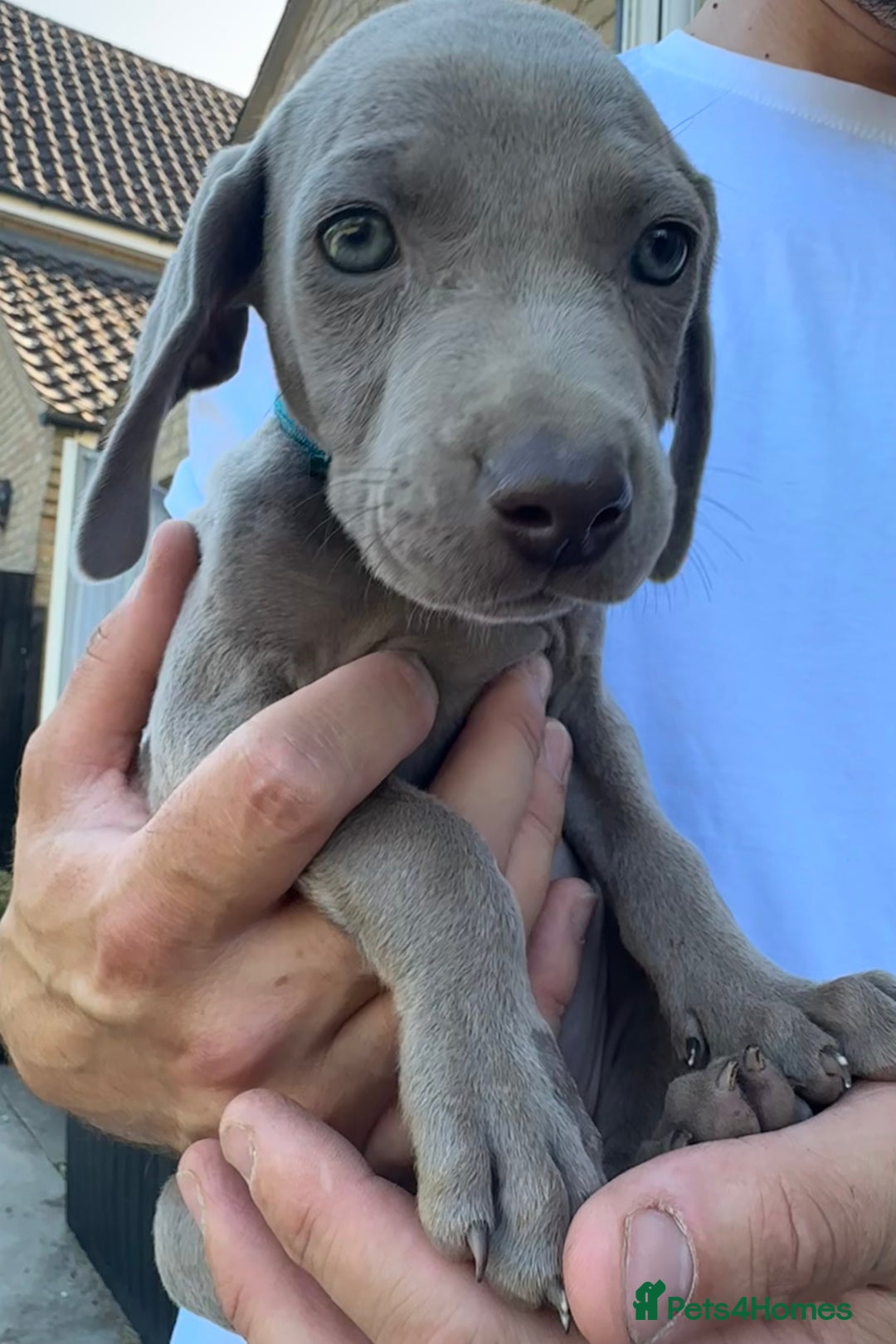 Weimaraner dogs for sale: (3 remaining!) 8 Stunning KC 🩷&💙 Weimaraner pups in Thetford - Image 15