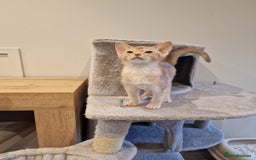 Abyssinian cats for sale: Fawn silver girl, blue boy - Advert 2