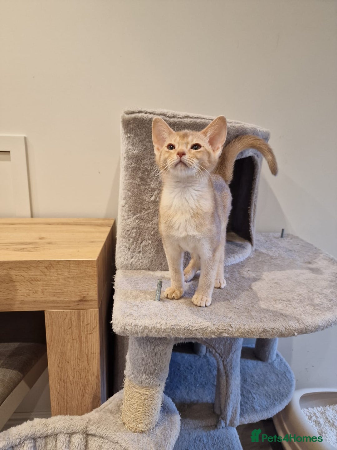 Abyssinian cats for sale: Fawn silver girl, blue boy - Advert 2