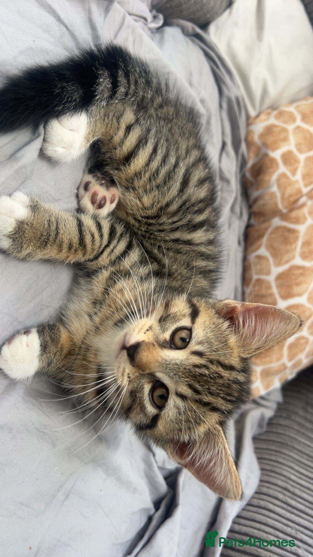 Mixed Breed cats for sale: 3 kittens urgently looking for new home  - Image 23