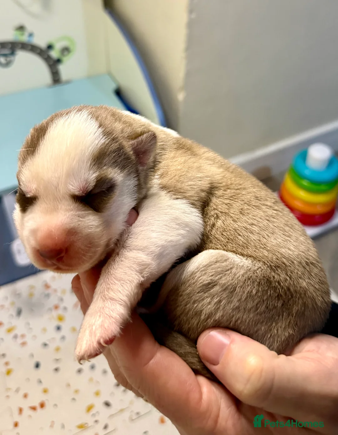 Siberian Husky dogs for sale: Beautiful blue-eyed Siberian Husky Puppies in Treorchy - Advert 12