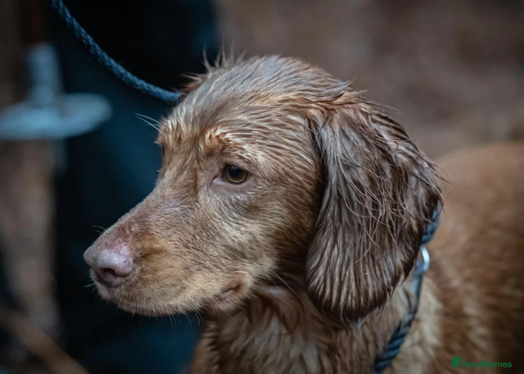 Cocker Spaniel dogs for stud: Outstanding OFTW Red Cocker, FULLY HEALTH TESTED in Bristol - Advert 17