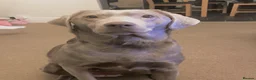 Labrador Retriever dogs for sale: Adorable KC (SILVER) labrador retriever puppies - Advert 14