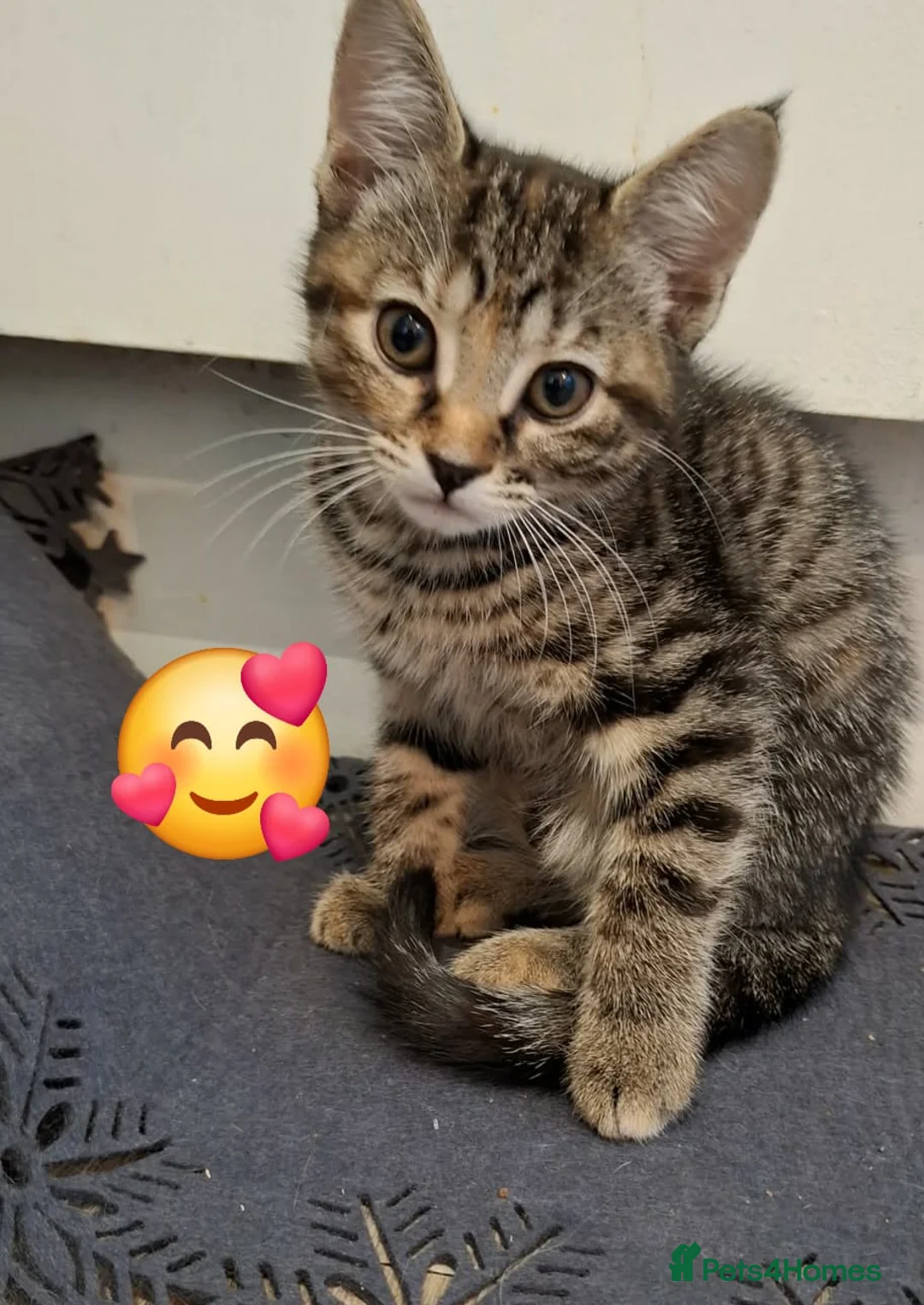 Mixed Breed cats for sale: Female  - Advert 2