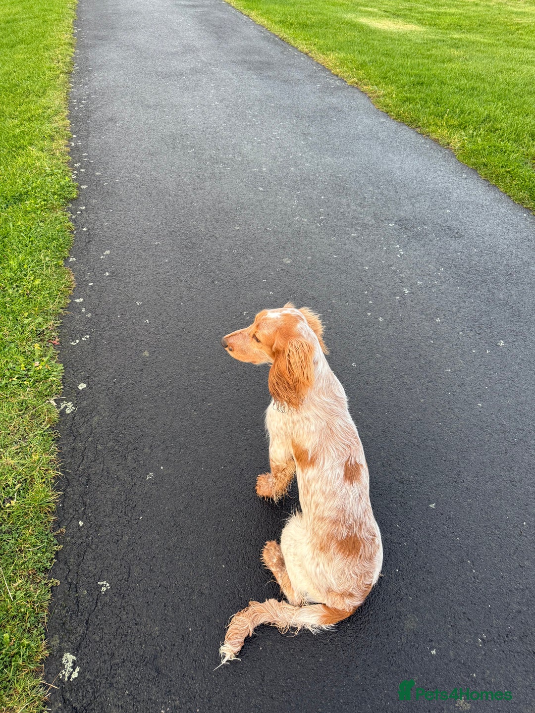 Cocker Spaniel dogs for sale: Lemon roan male cocker for rehoming - Advert 3