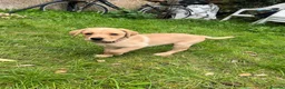 Labrador Retriever dogs for sale: 3-Month-Old Labrador Retriever Puppy for Sale - Advert 4