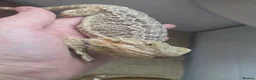 Bearded Dragon reptiles for sale: bearded dragons - Advert 10