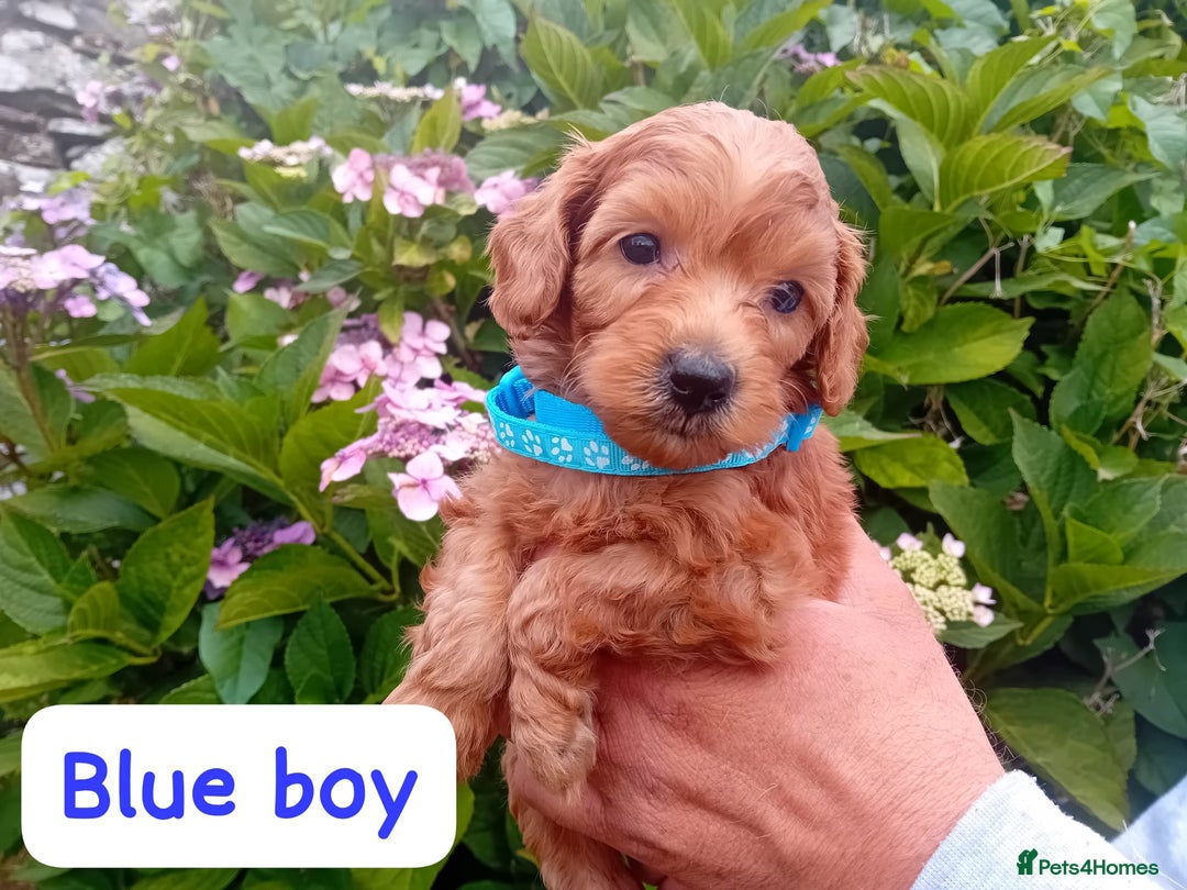 Goldendoodle dogs for sale: Stunning Miniature Goldendoodles - Image 7