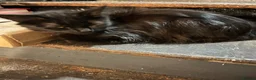 Mixed Breed cats for sale: Femal black long haired cat  - Advert 2