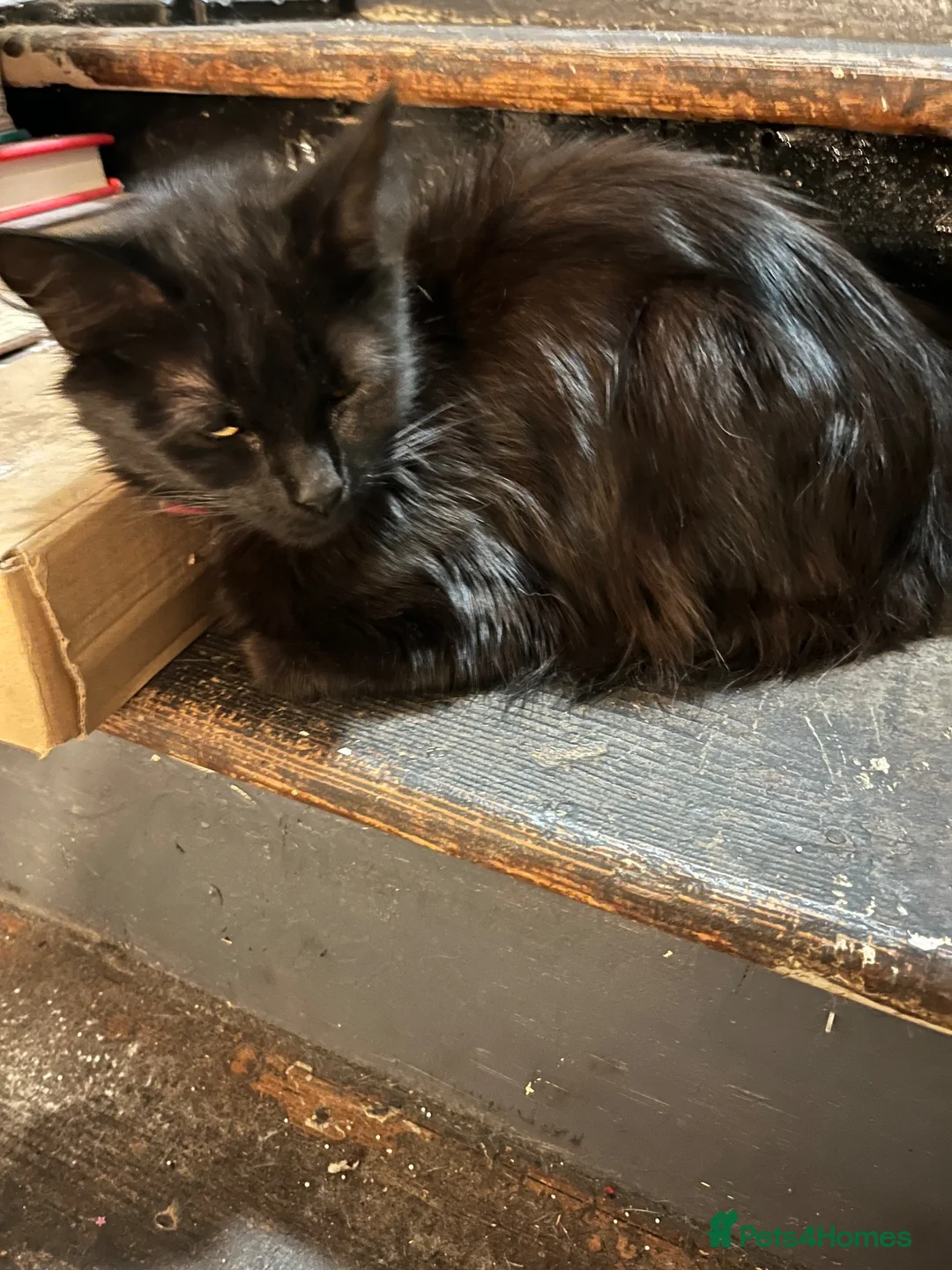 Mixed Breed cats for sale: Femal black long haired cat  - Advert 2