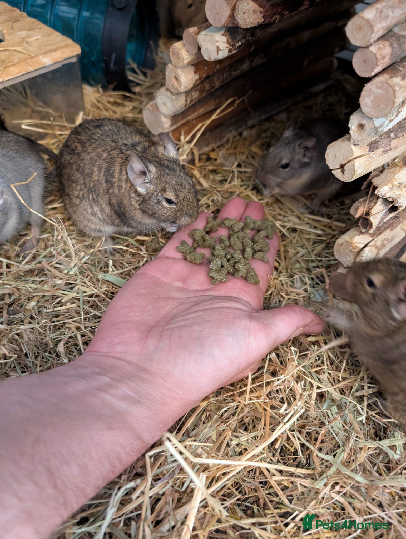Degus rodents Lovely Degus ready for their forever homes - Advert 2