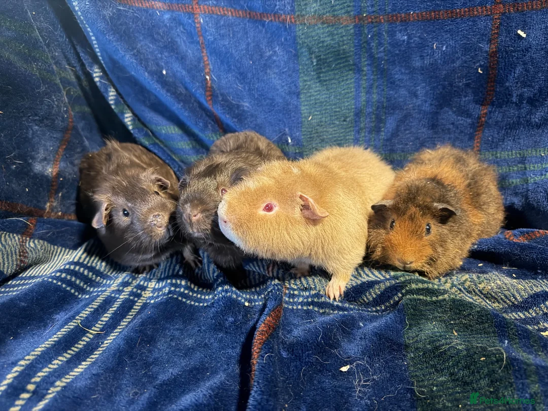 Guinea Pig rodents for sale: 4 boy piggy’s for sale  - Advert 3