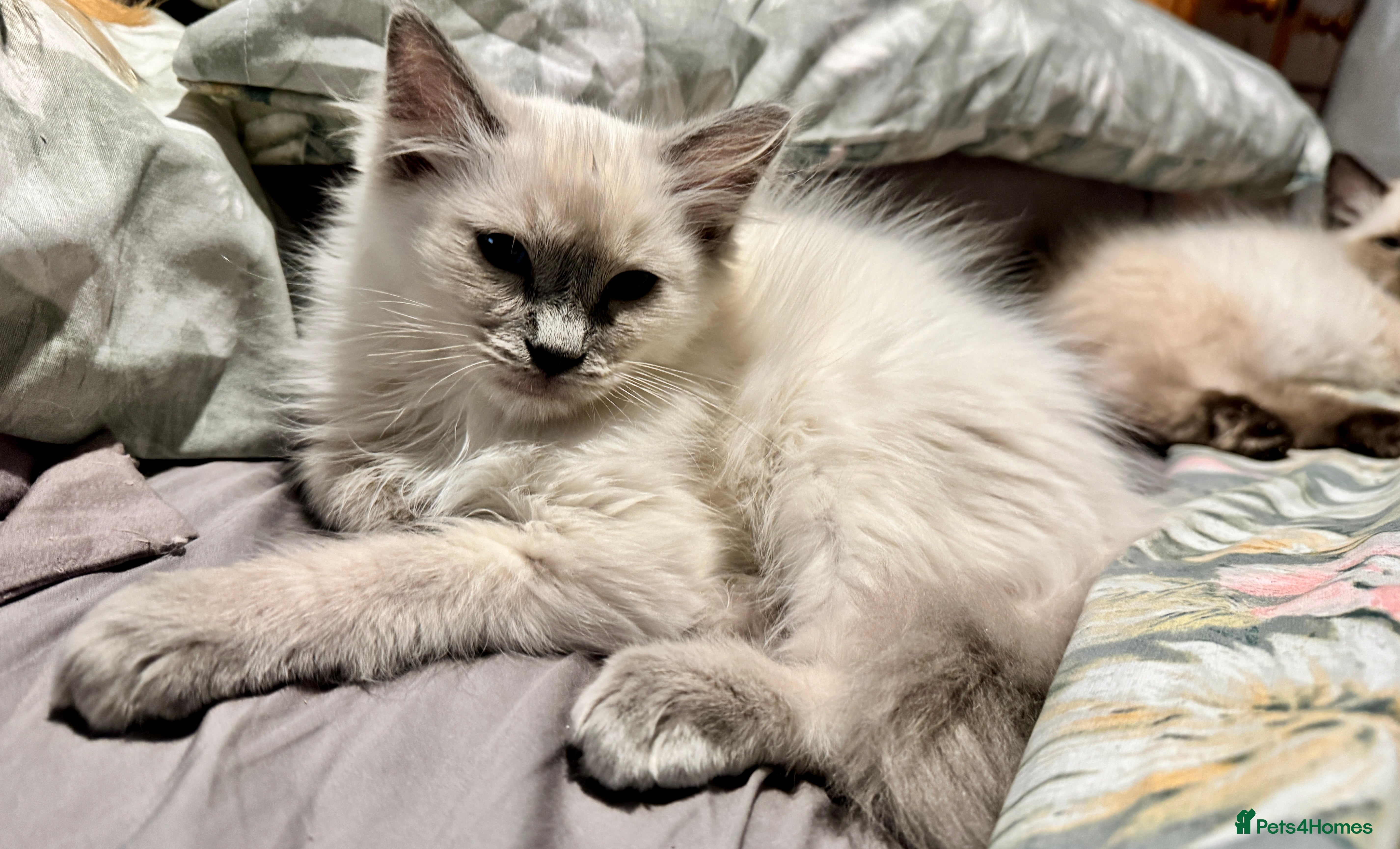 Ragdoll cats Stunning Ragdoll kittens - Advert 2