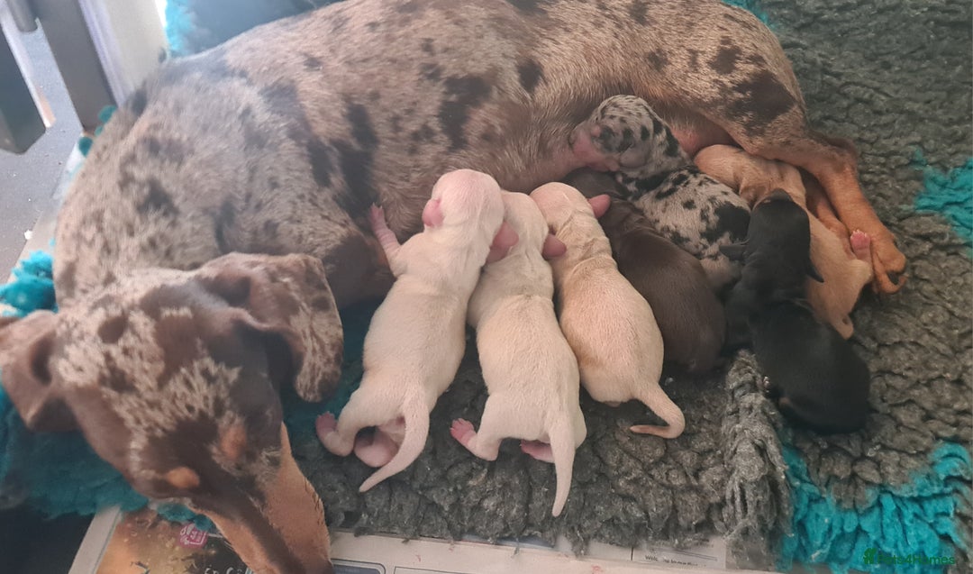 Miniature Dachshund dogs for sale: Rainbow Litter KC REG mini Daxi  - Image 22