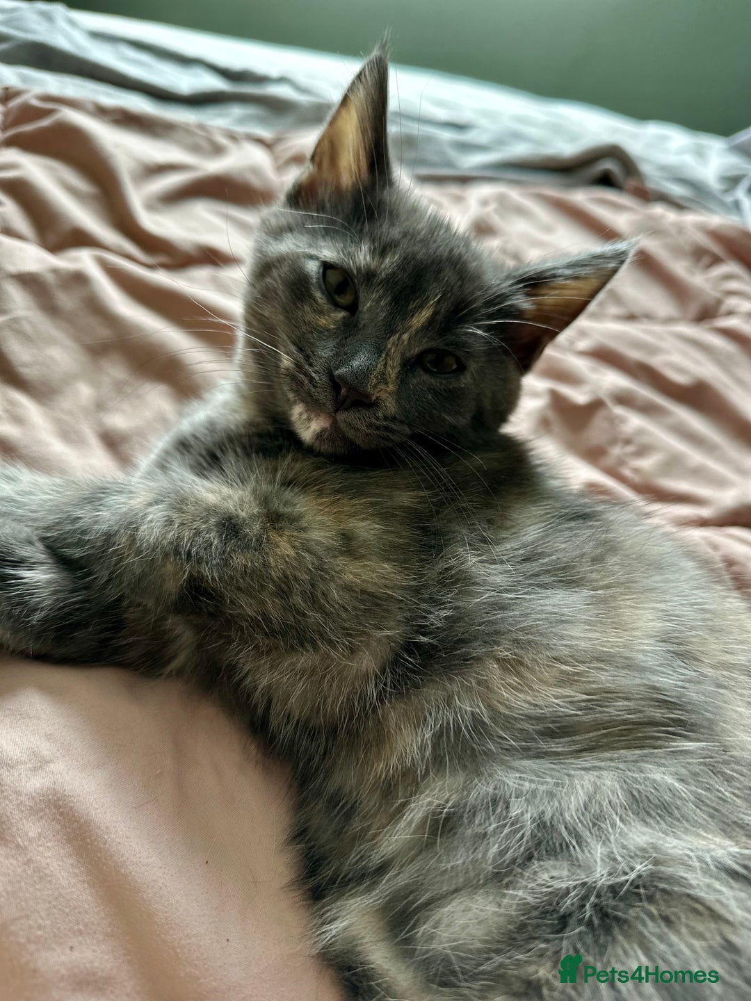 Mixed Breed cats for sale: READY NOW! Beautiful Maine Coon x female - Image 8