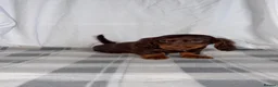 Dachshund dogs for sale: Miniature Dachshund Puppies - Advert 3