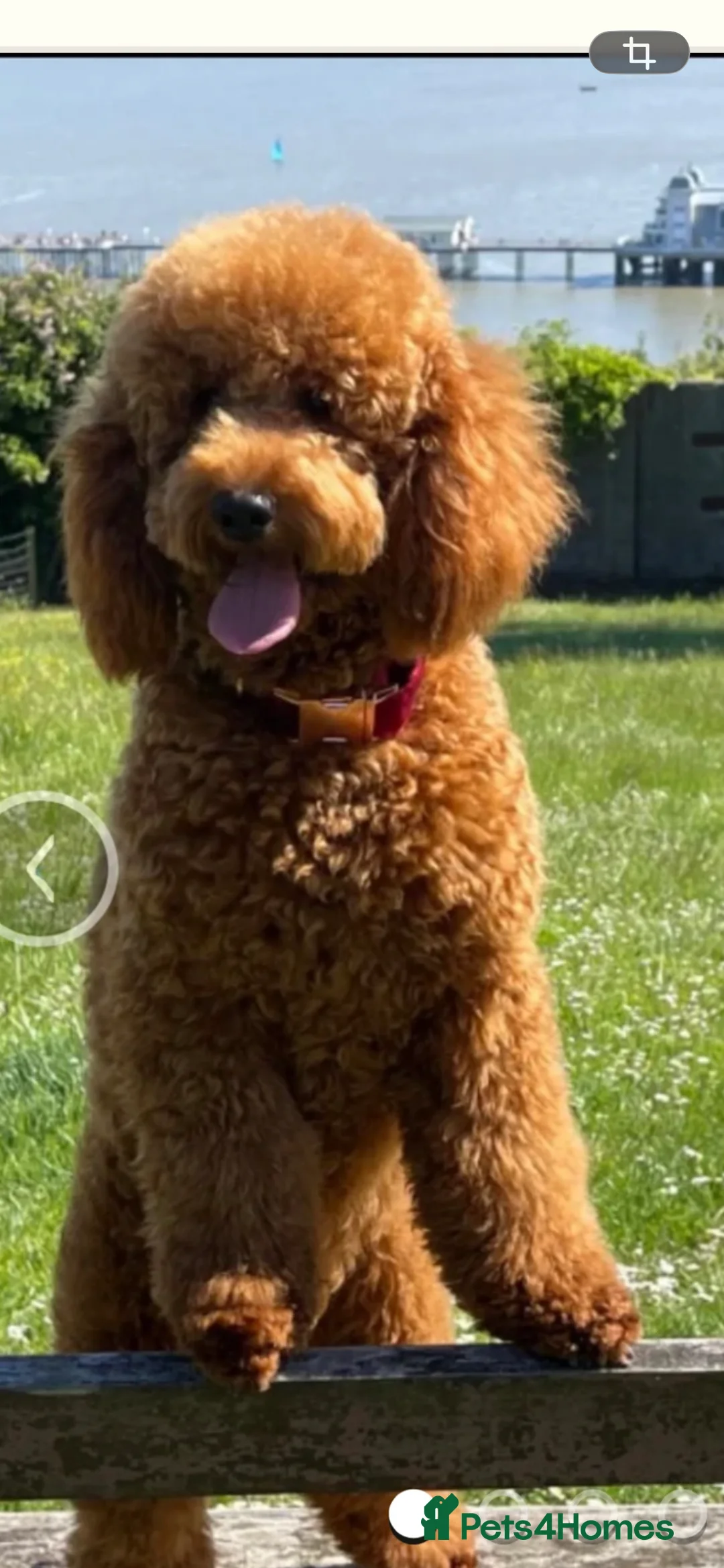 Miniature Poodle dogs for sale: KC REG MINIATURE POODLE PUPS - Advert 7