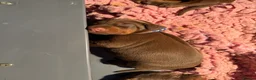 Dobermann dogs for sale:  Doberman puppies health tested 5* license  - Advert 5
