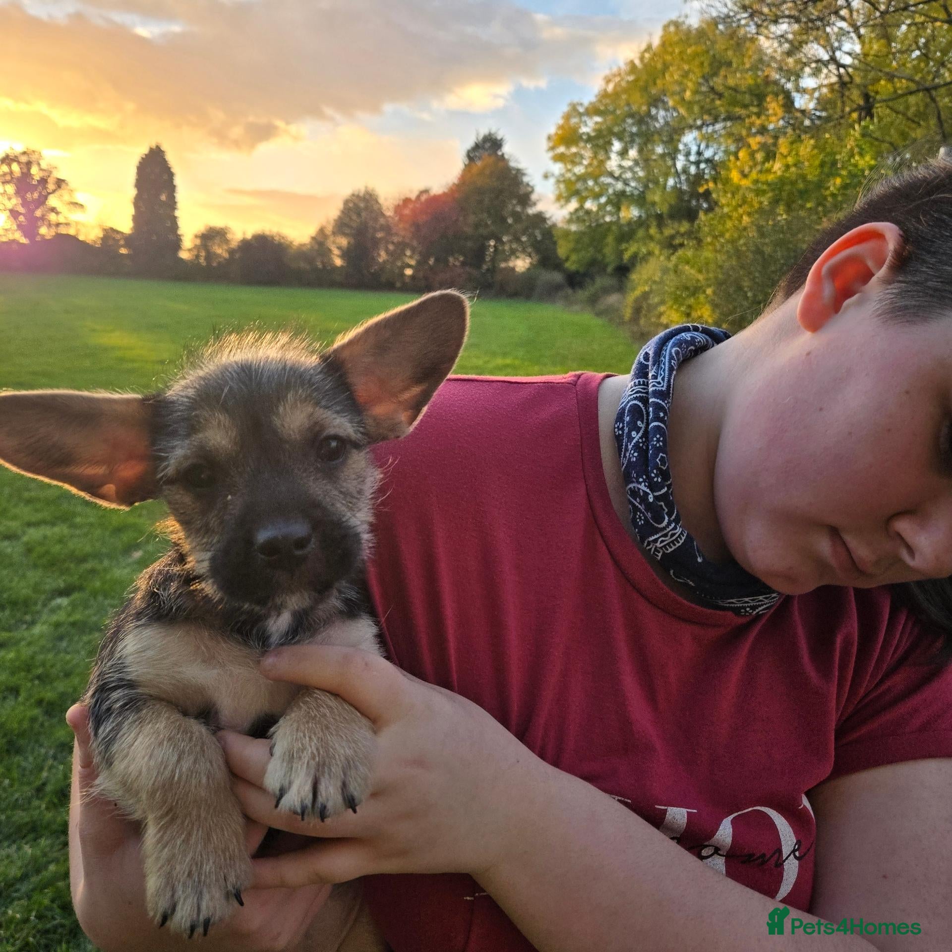Mixed Breed dogs Frenchie cross puppies 9 weeks old  - Advert 3