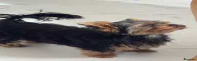 Yorkshire Terrier 1