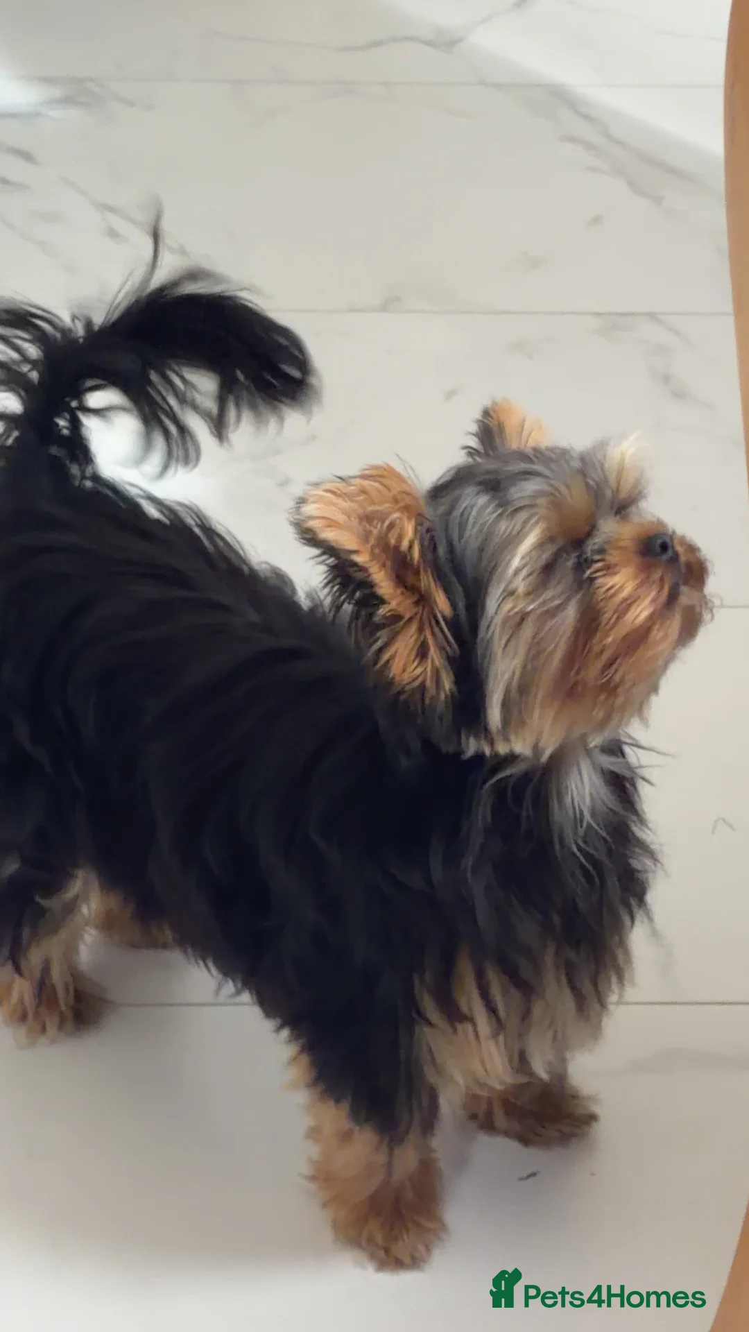 Yorkshire Terrier dogs for sale: Russian Yorkshire terrier female. - Advert 2