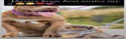 Pomeranian dogs for stud: Khabib the Pom full Russian lines  - Advert 2