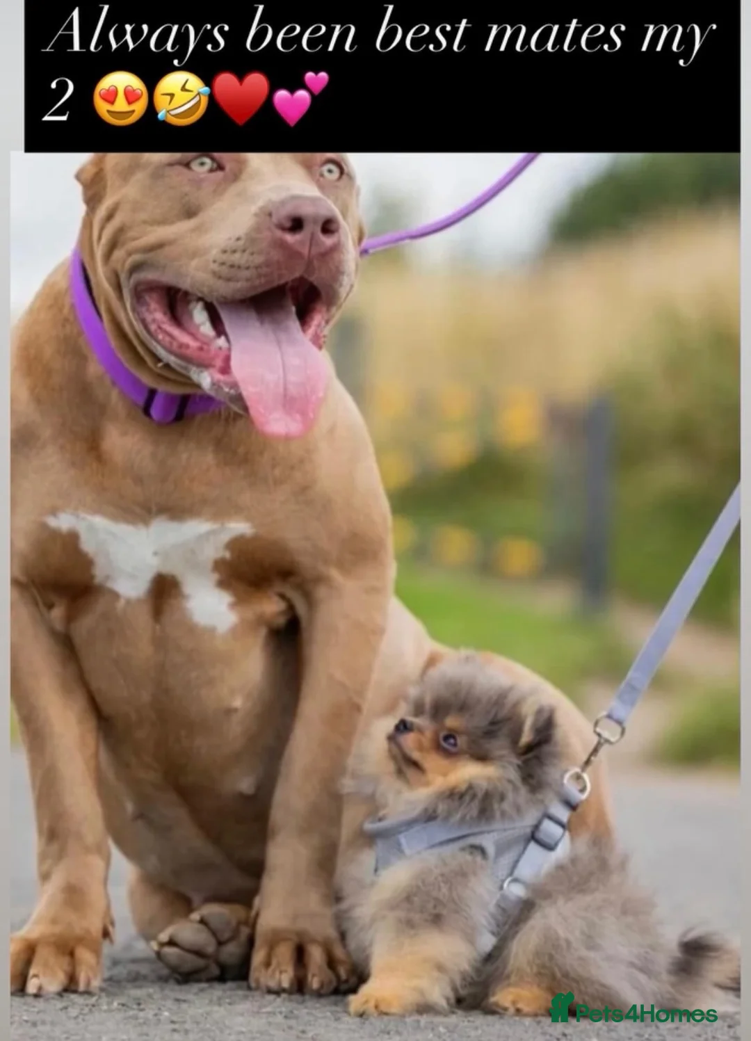 Pomeranian dogs for stud: Khabib the Pom full Russian lines  - Advert 2