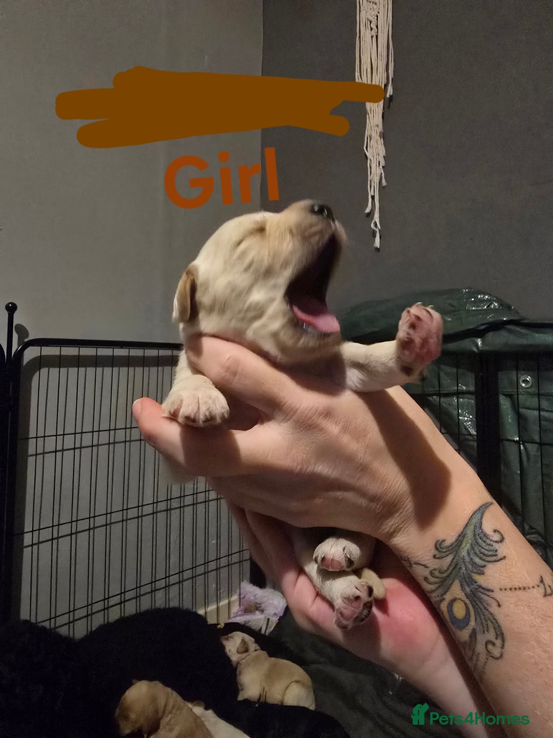 Goldendoodle dogs for sale: Labradoodles puppies - Advert 6