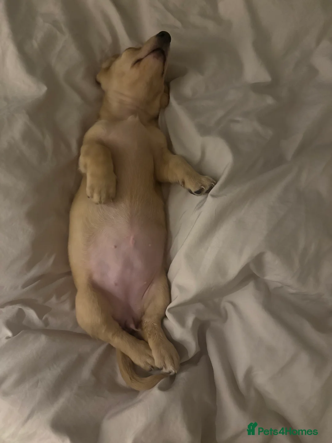 Miniature Dachshund dogs for sale: Miniature dachshund  - Advert 5