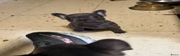 French Bulldog dogs for sale: 3 Beautiful French Bulldog Males  - Advert 7