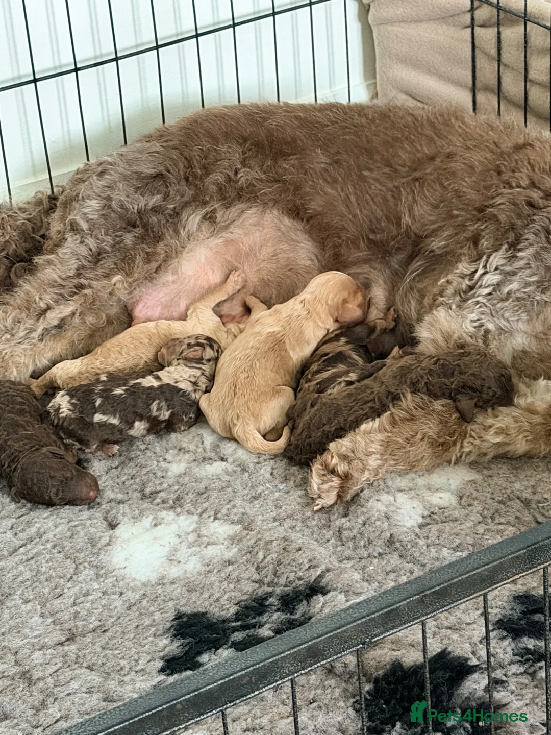Cockapoo dogs for sale: Cockapoo - Advert 2