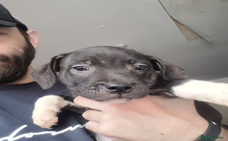 Staffordshire Bull Terrier dogs - Advert 13
