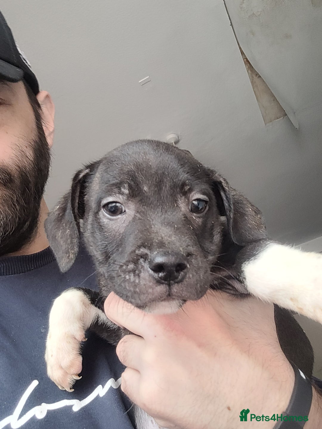 Staffordshire Bull Terrier dogs for sale: Staffy Babies Ready to leave - Image 5