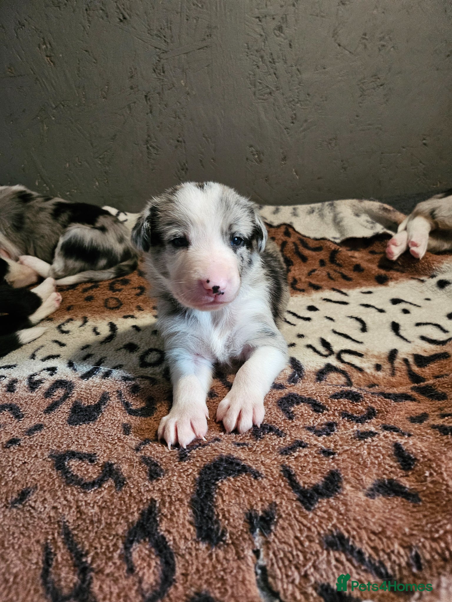 Border Collie dogs 🐾 Adorable Home-Reared Border Collie Puppies 🐾 - Advert 2