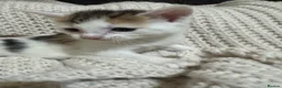 American Shorthair cats for sale: Cuddly Cute Kalic Kittens🐾 - Advert 29