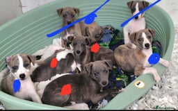 Whippet dogs for sale: Beautiful Pedigree Whippet Puppies. - Image 2