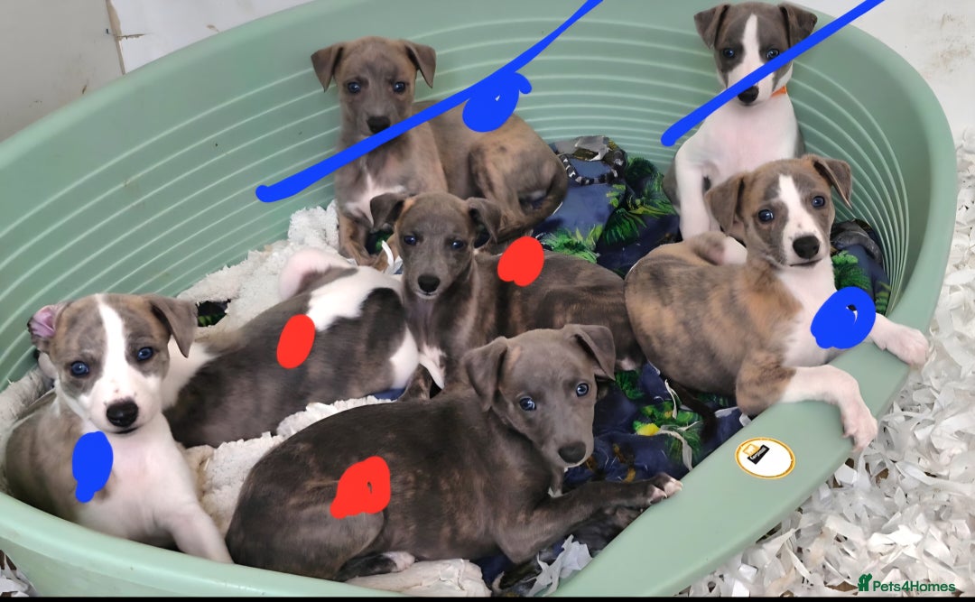 Whippet dogs for sale: Beautiful Pedigree Whippet Puppies. - Image 2