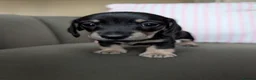 Miniature Dachshund dogs for sale: Miniature Dachshund Puppies - Advert 23