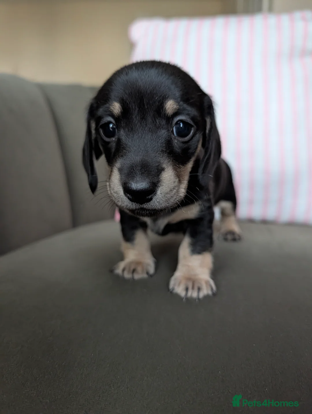 Miniature Dachshund dogs for sale: Miniature Dachshund Puppies - Advert 23