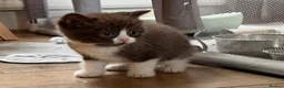 British Shorthair cats for sale: Playful, active, litter trained BSH cross kittens  in Pembroke - Advert 11