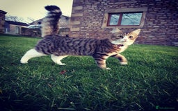 Mixed Breed cats for sale: 2 Beautiful b+w kittens Ready Now ( 2 left) - Image 12
