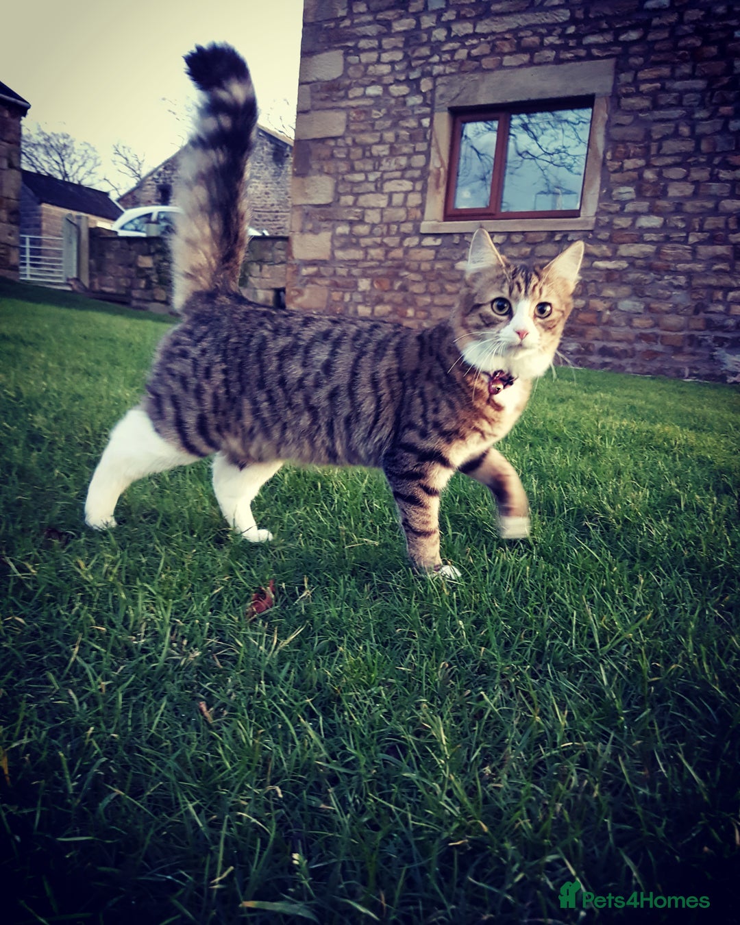 Mixed Breed cats for sale: 2 Beautiful b+w kittens Ready Now ( 2 left) - Image 12