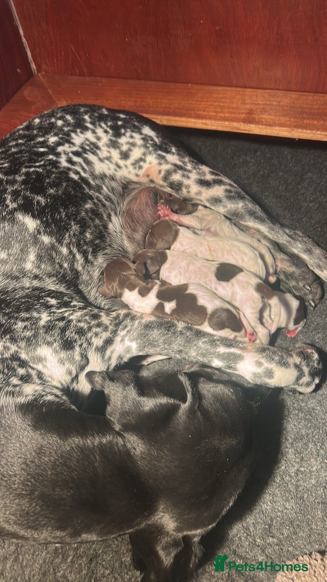 German Shorthaired Pointer dogs for sale: gsp pups - Advert 2