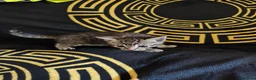 Mixed Breed cats for sale: 4 Bengal Cross kittens  - Advert 11