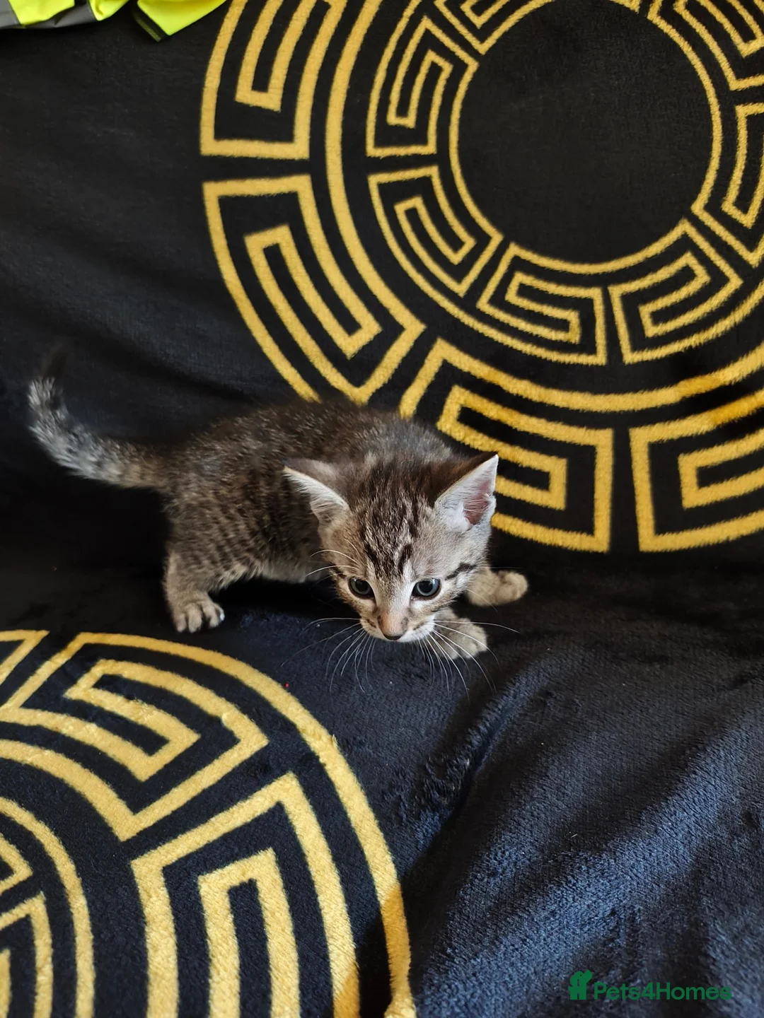 Mixed Breed cats for sale: 4 Bengal Cross kittens  - Advert 11