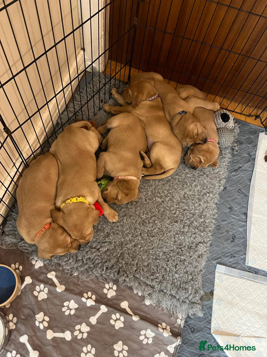 Labrador Retriever dogs for sale: Labrador Puppies - last remaining one  - Advert 11